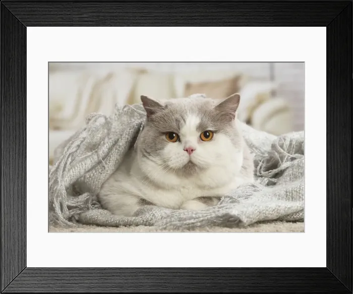 Framed Print : Picture No. 12009735 Framed Print : Picture No. 12009735