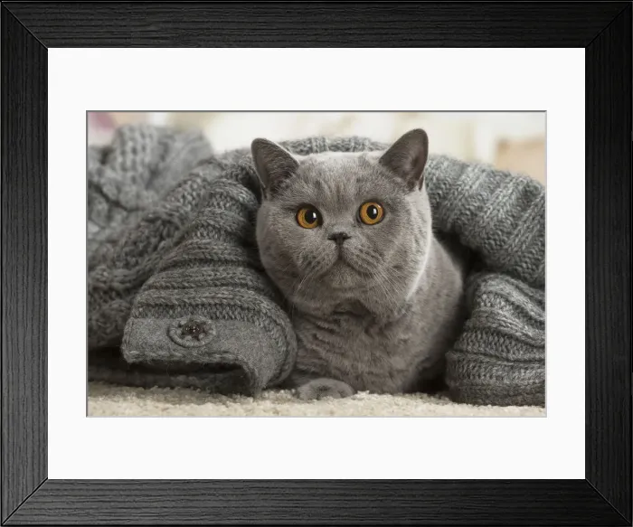 Framed Print : Picture No. 12009739 Framed Print : Picture No. 12009739