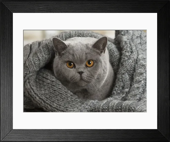 Framed Print : Picture No. 12009741 Framed Print : Picture No. 12009741