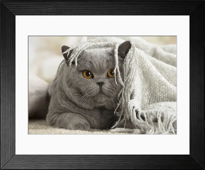 Framed Print : Picture No. 12009743 Framed Print : Picture No. 12009743