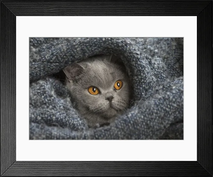 Framed Print : Picture No. 12009746 Framed Print : Picture No. 12009746