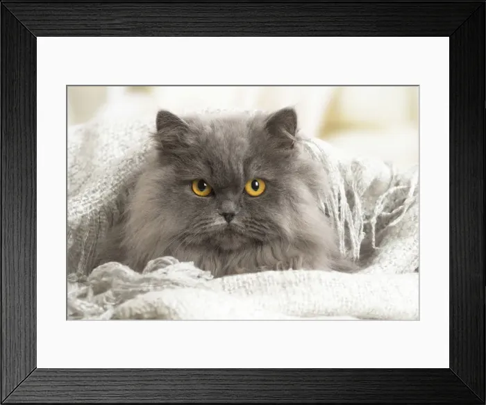 Framed Print : Picture No. 12009748 Framed Print : Picture No. 12009748
