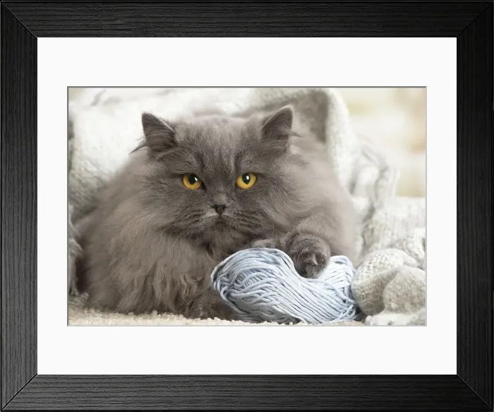 Framed Print : Picture No. 12009749 Framed Print : Picture No. 12009749