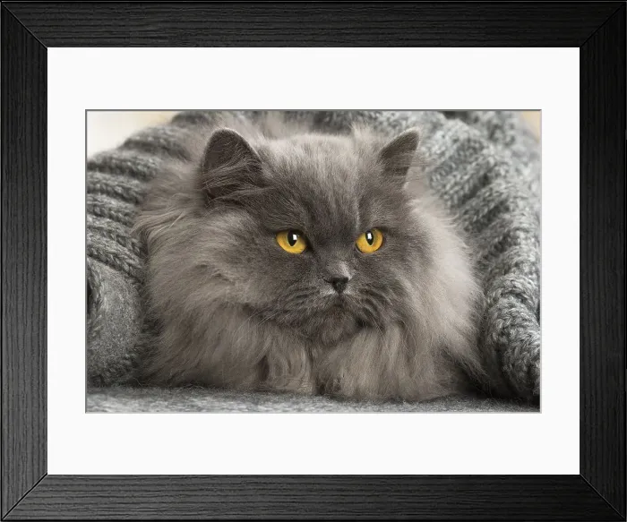 Framed Print : Picture No. 12009750 Framed Print : Picture No. 12009750