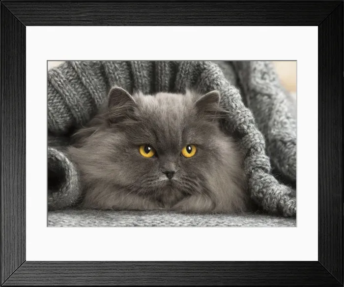 Framed Print : Picture No. 12009751 Framed Print : Picture No. 12009751