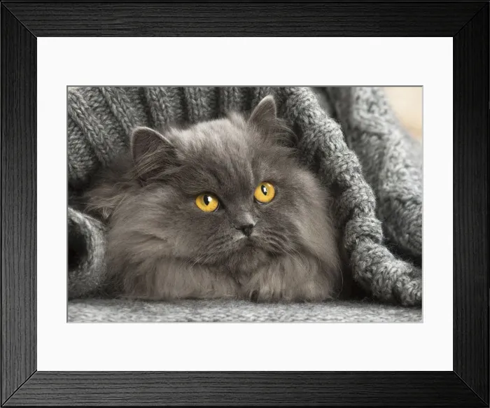 Framed Print : Picture No. 12009752 Framed Print : Picture No. 12009752