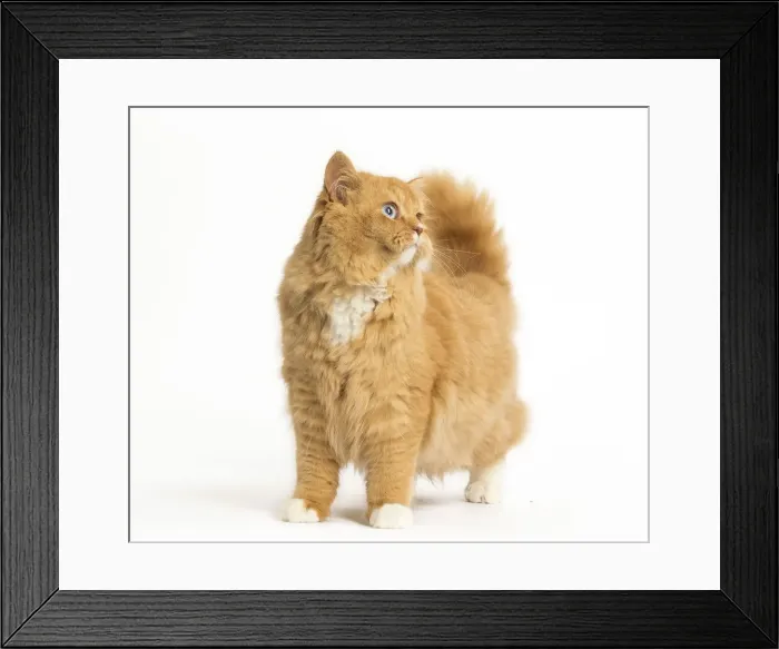 Framed Print : Picture No. 12009753 Framed Print : Picture No. 12009753