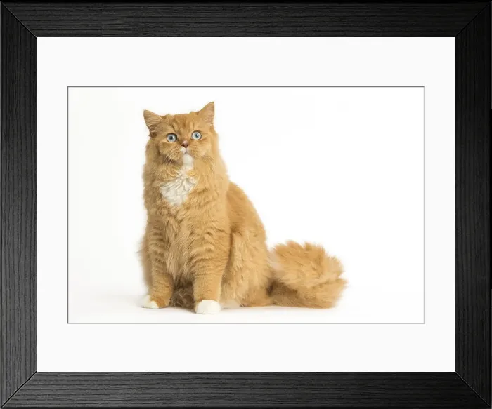 Framed Print : Picture No. 12009754 Framed Print : Picture No. 12009754
