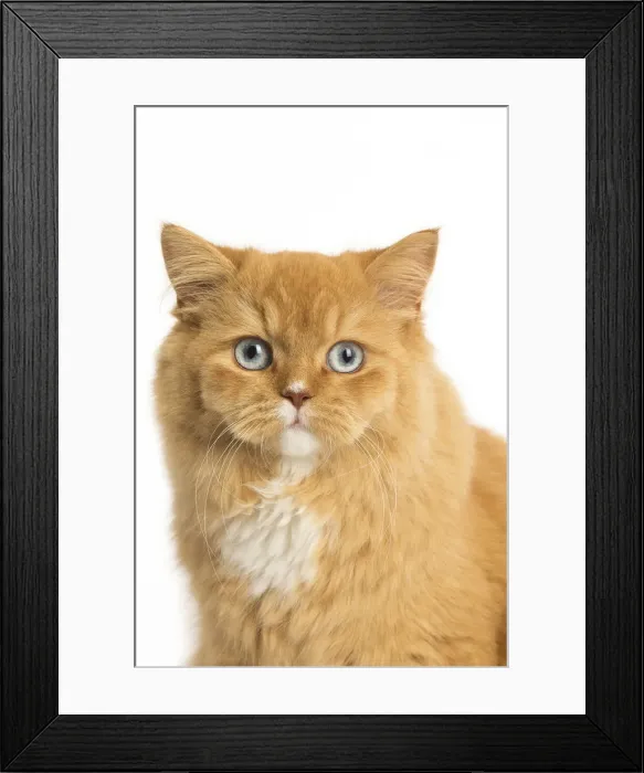 Framed Print : Picture No. 12009755 Framed Print : Picture No. 12009755