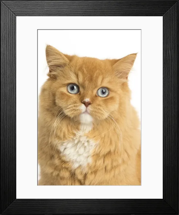 Framed Print : Picture No. 12009756