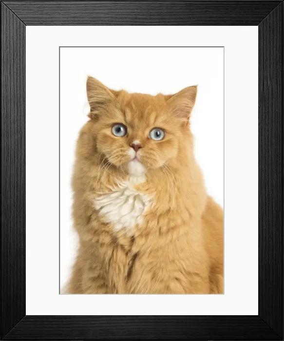 Framed Print : Picture No. 12009757 Framed Print : Picture No. 12009757