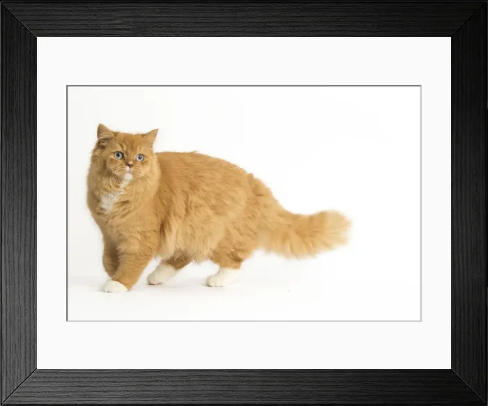 Framed Print : Picture No. 12009758 Framed Print : Picture No. 12009758