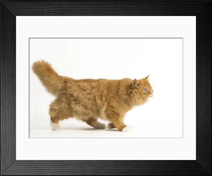 Framed Print : Picture No. 12009759 Framed Print : Picture No. 12009759