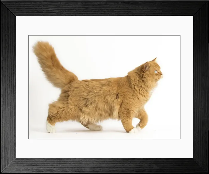 Framed Print : Picture No. 12009760