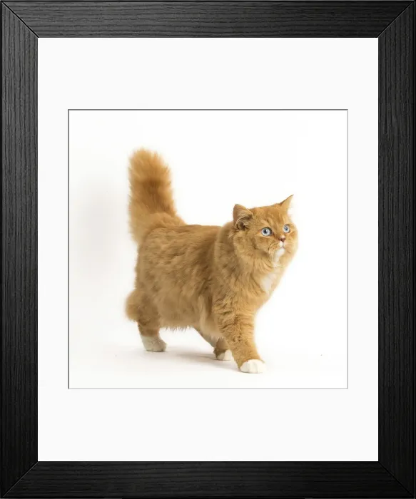 Framed Print : Picture No. 12009761 Framed Print : Picture No. 12009761