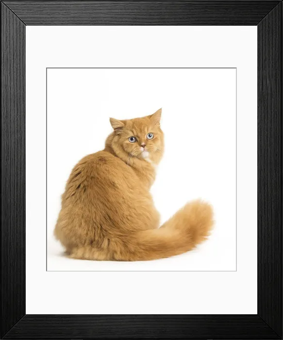 Framed Print : Picture No. 12009762 Framed Print : Picture No. 12009762