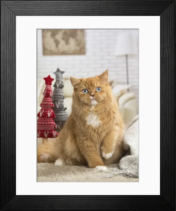 Framed Print : Picture No. 12009763 Framed Print : Picture No. 12009763
