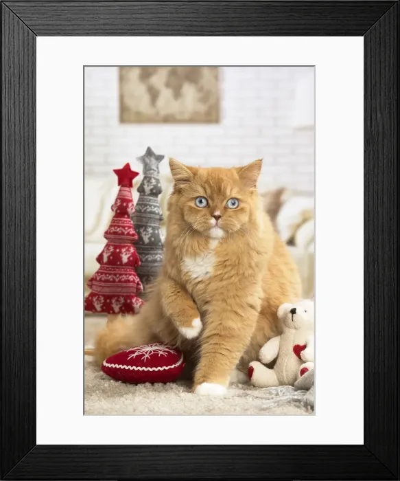 Framed Print : Picture No. 12009764 Framed Print : Picture No. 12009764