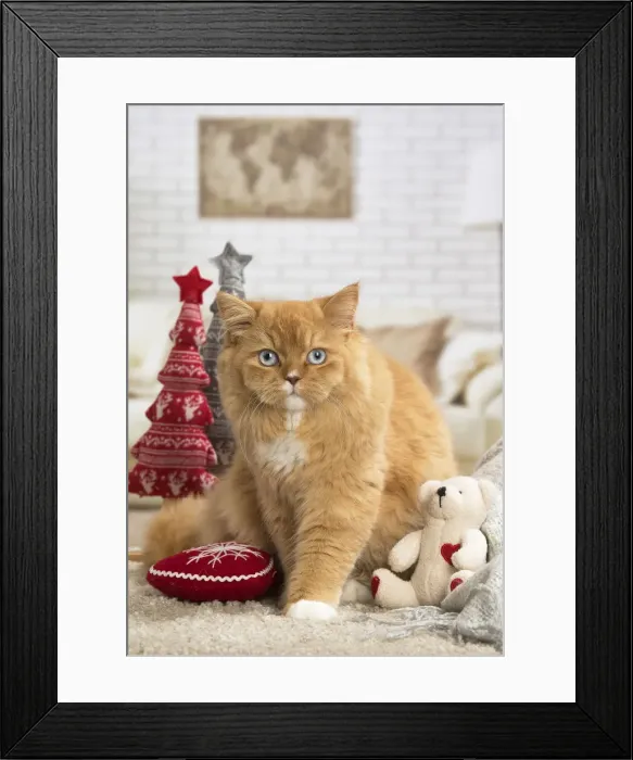 Framed Print : Picture No. 12009765 Framed Print : Picture No. 12009765