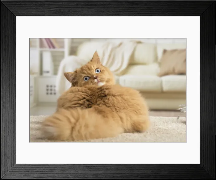 Framed Print : Picture No. 12009774
