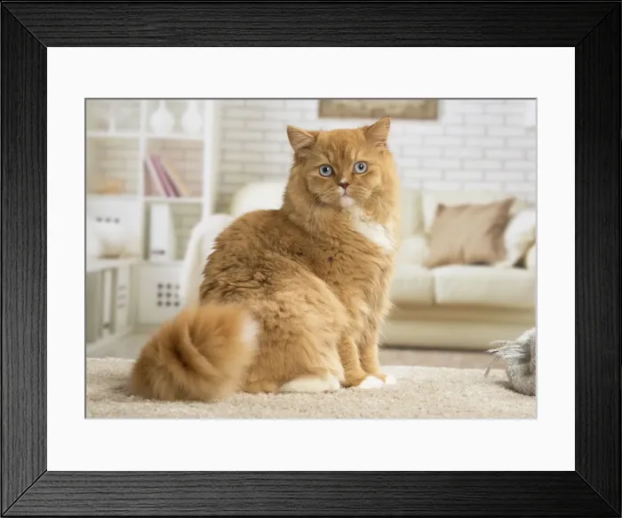 Framed Print : Picture No. 12009775 Framed Print : Picture No. 12009775