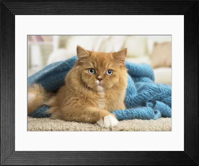 Framed Print : Picture No. 12009776 Framed Print : Picture No. 12009776