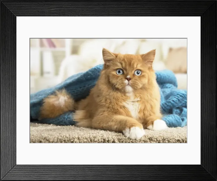 Framed Print : Picture No. 12009777 Framed Print : Picture No. 12009777