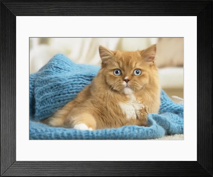Framed Print : Picture No. 12009778 Framed Print : Picture No. 12009778