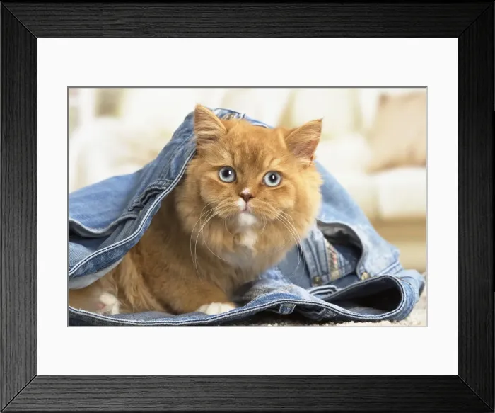 Framed Print : Picture No. 12009779 Framed Print : Picture No. 12009779