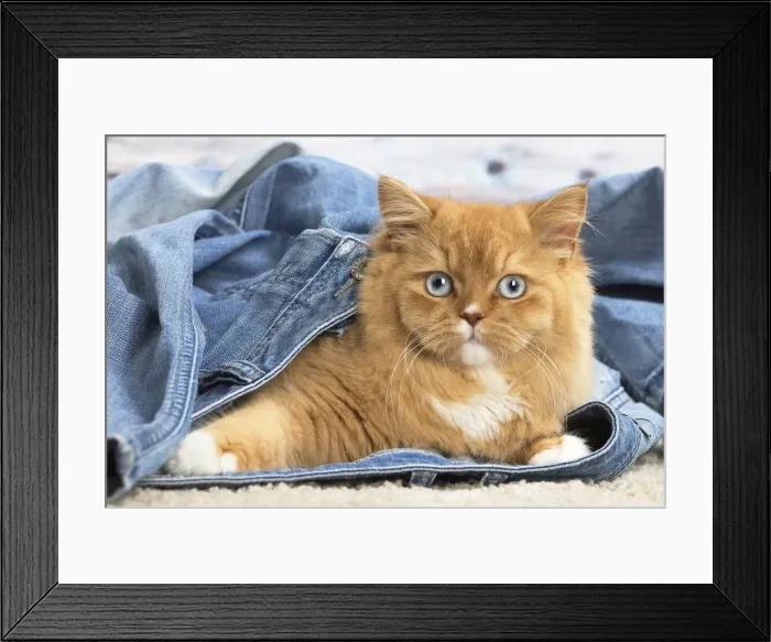 Framed Print : Picture No. 12009781 Framed Print : Picture No. 12009781