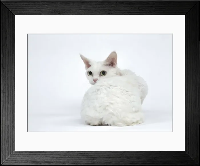 Framed Print : Picture No. 12009782 Framed Print : Picture No. 12009782