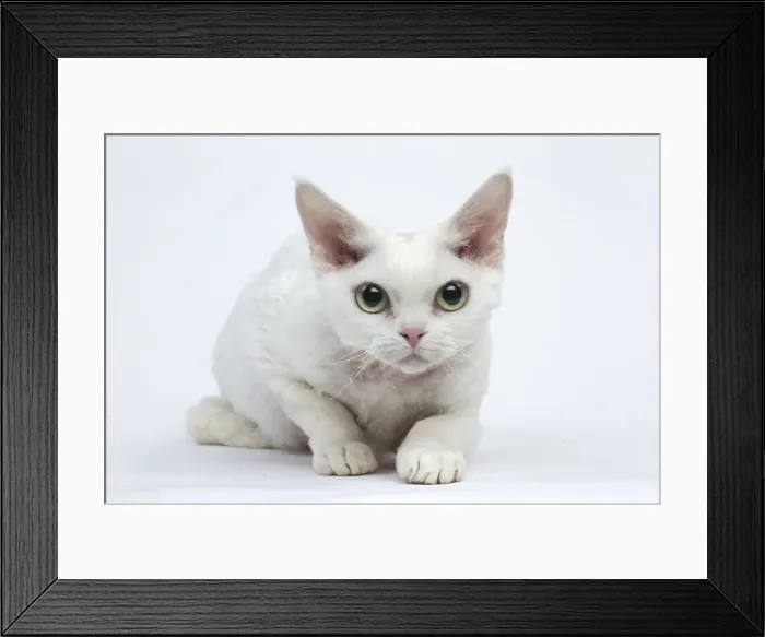 Framed Print : Picture No. 12009787 Framed Print : Picture No. 12009787