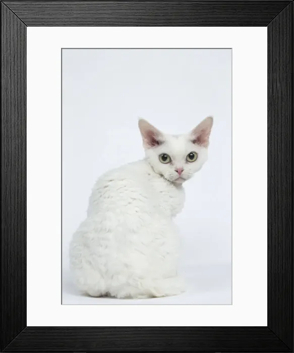 Framed Print : Picture No. 12009793 Framed Print : Picture No. 12009793