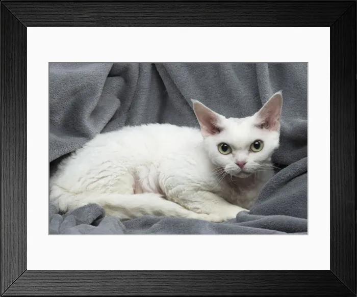 Framed Print : Picture No. 12009795 Framed Print : Picture No. 12009795