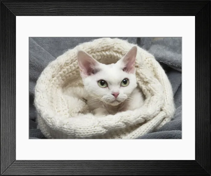 Framed Print : Picture No. 12009796 Framed Print : Picture No. 12009796