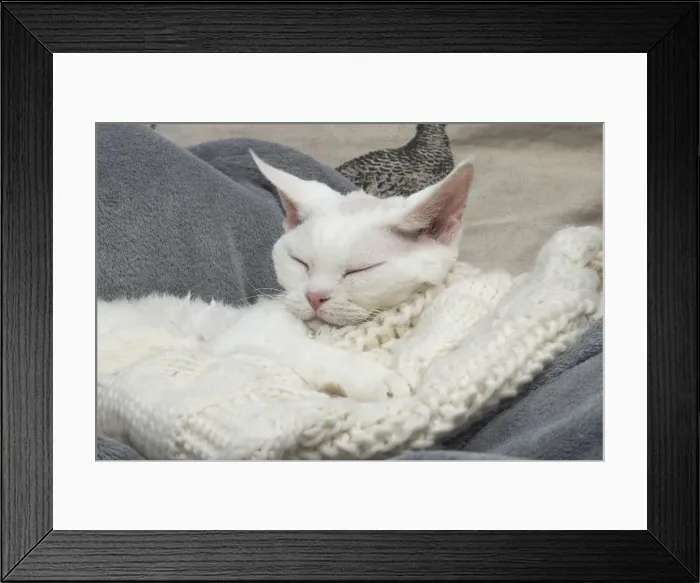 Framed Print : Picture No. 12009797 Framed Print : Picture No. 12009797