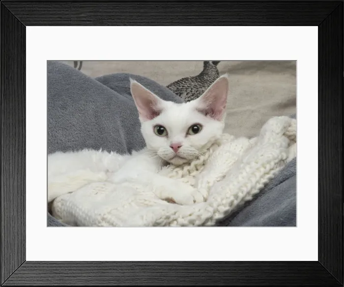 Framed Print : Picture No. 12009798 Framed Print : Picture No. 12009798