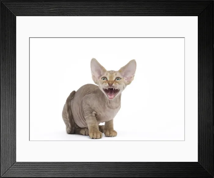 Framed Print : Picture No. 12009799 Framed Print : Picture No. 12009799