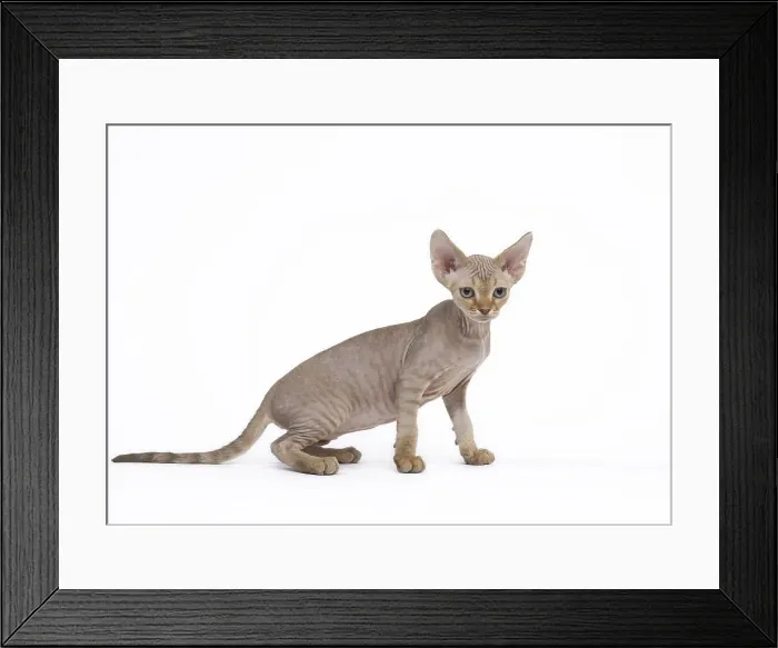 Framed Print : Picture No. 12009800 Framed Print : Picture No. 12009800