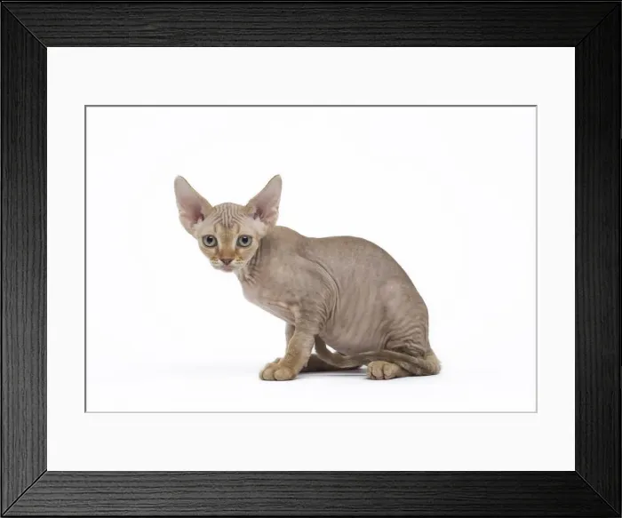 Framed Print : Picture No. 12009803 Framed Print : Picture No. 12009803