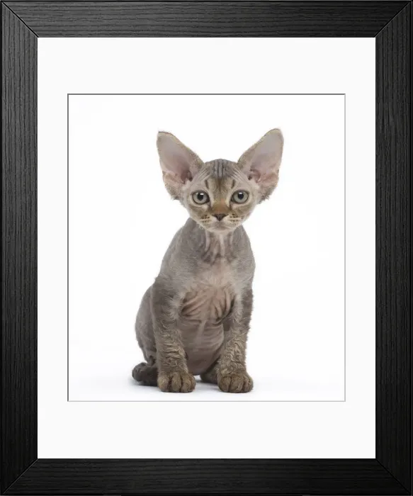 Framed Print : Picture No. 12009805 Framed Print : Picture No. 12009805