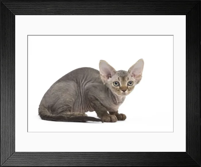 Framed Print : Picture No. 12009806 Framed Print : Picture No. 12009806