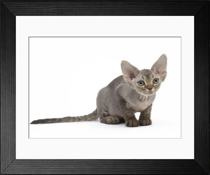 Framed Print : Picture No. 12009807 Framed Print : Picture No. 12009807