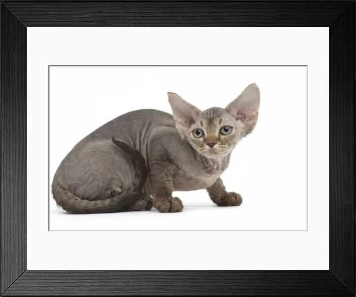 Framed Print : Picture No. 12009809 Framed Print : Picture No. 12009809