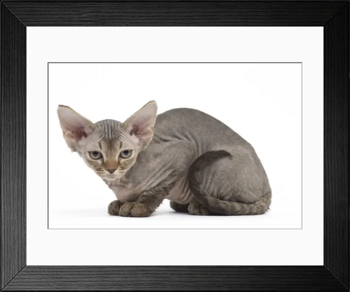 Framed Print : Picture No. 12009811 Framed Print : Picture No. 12009811