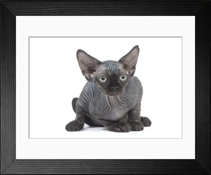 Framed Print : Picture No. 12009812 Framed Print : Picture No. 12009812