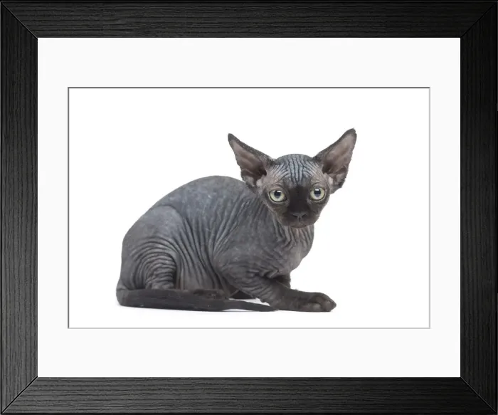 Framed Print : Picture No. 12009813 Framed Print : Picture No. 12009813