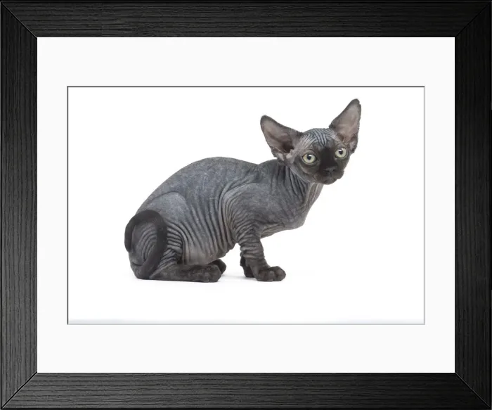 Framed Print : Picture No. 12009815 Framed Print : Picture No. 12009815