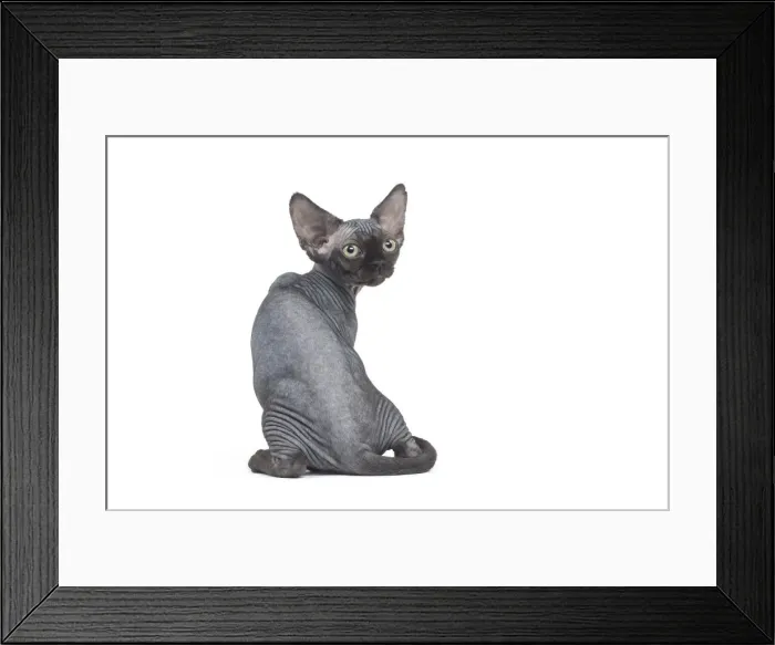 Framed Print : Picture No. 12009816 Framed Print : Picture No. 12009816