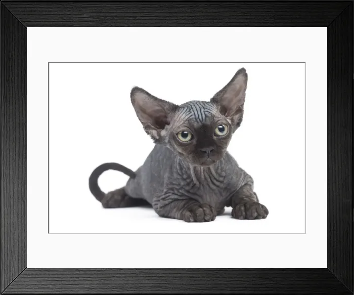 Framed Print : Picture No. 12009817 Framed Print : Picture No. 12009817